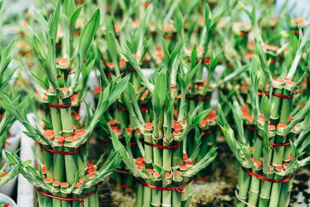 Tanaman Lucky Bamboo (Photo by Markus Winkler: https://www.pexels.com/photo/clusters-of-lucky-bamboo-plants-13677856/)