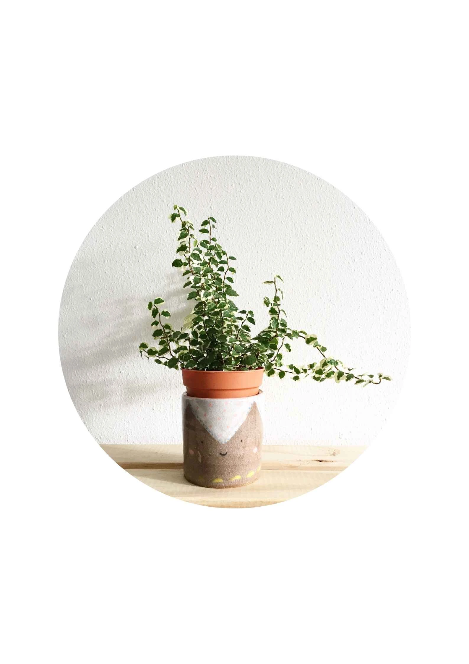 image-Pot & Plants